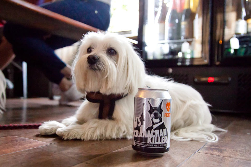 A dog on a beer tour