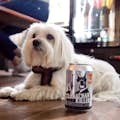 Un cane in un tour della birra