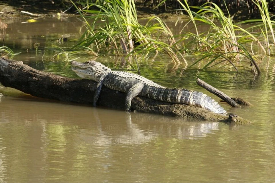Alligator in the wild
