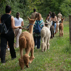 A group of people walks alpacas on a grassy path surrounded by greenery. The alpacas are various colors, guided by leashes.