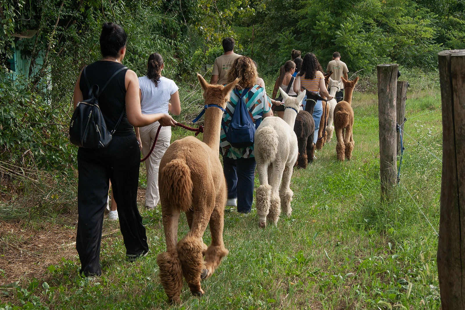 A group of people walks alpacas on a grassy path surrounded by greenery. The alpacas are various colors, guided by leashes.