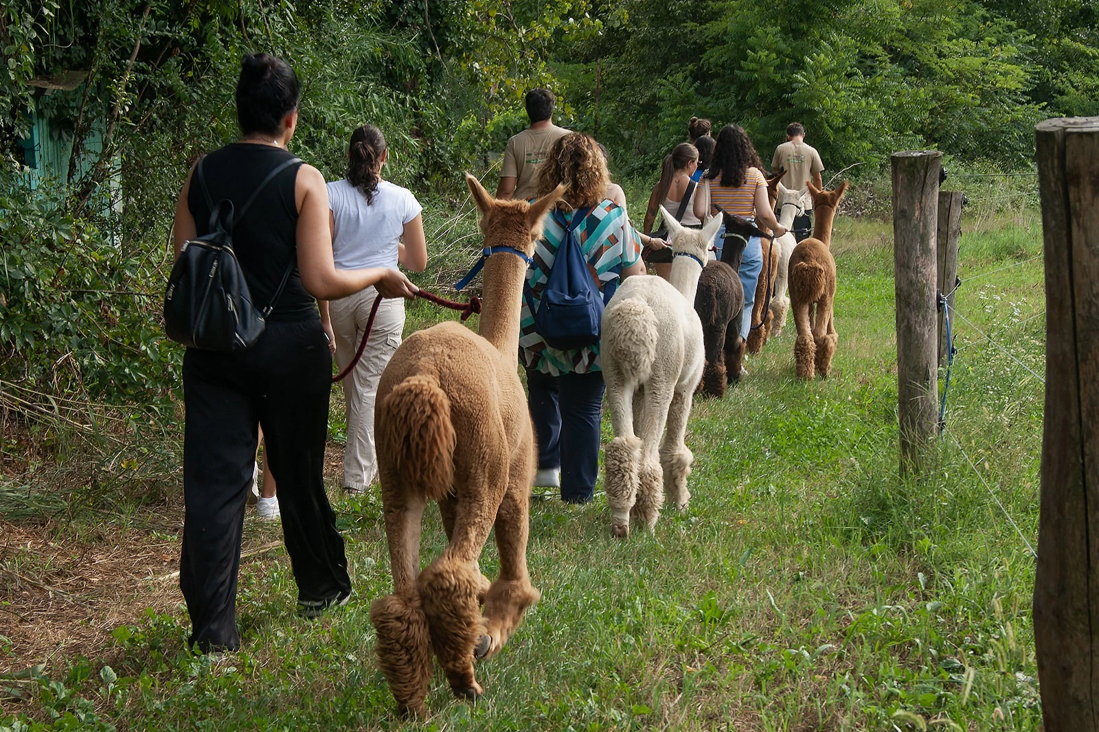 A group of people walks alpacas on a grassy path surrounded by greenery. The alpacas are various colors, guided by leashes.
