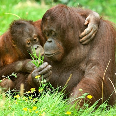 Cologne Zoo and Aquarium Tickets