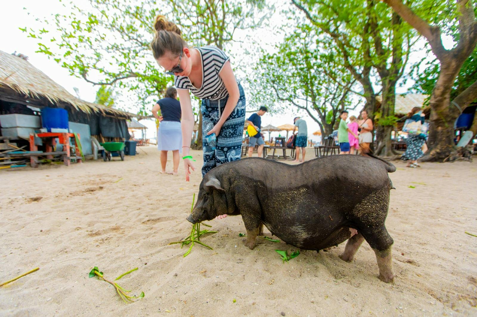 Tan & Pig Islands: Guided Speedboat Tour from Koh Samui + Pink Dolphin Spotting