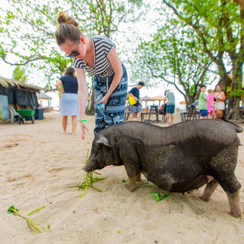Tan & Pig Islands: Guided Speedboat Tour from Koh Samui + Pink Dolphin Spotting - Photo 8