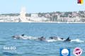Dolfijnen in Lissabon