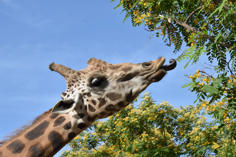 Giraffe