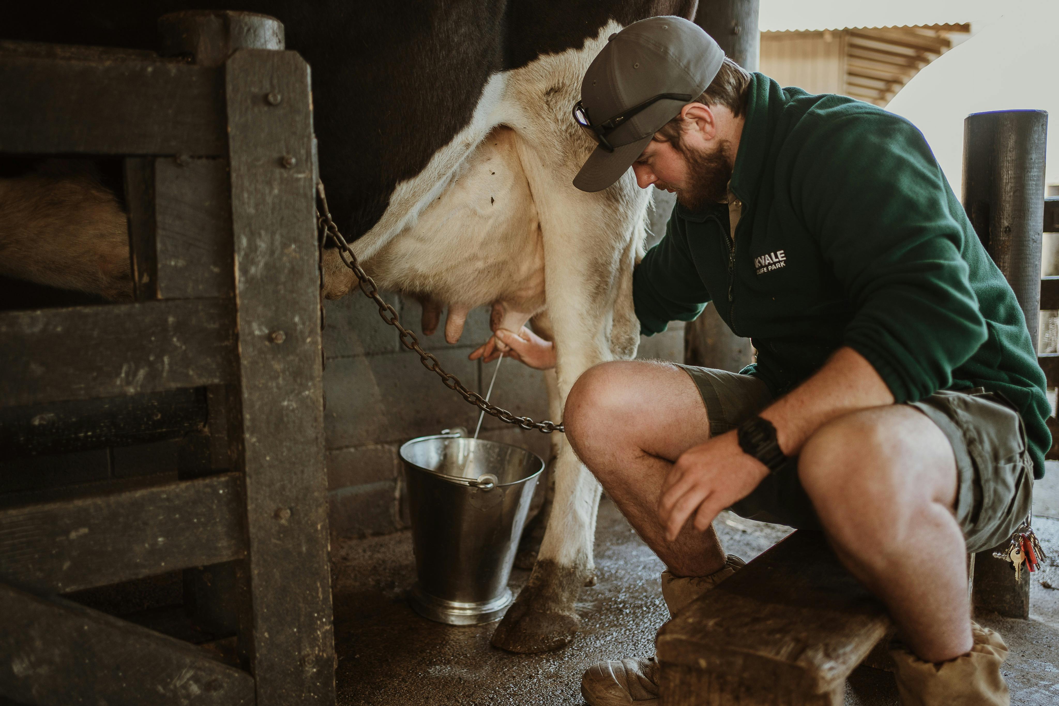 A staff member milking a cow