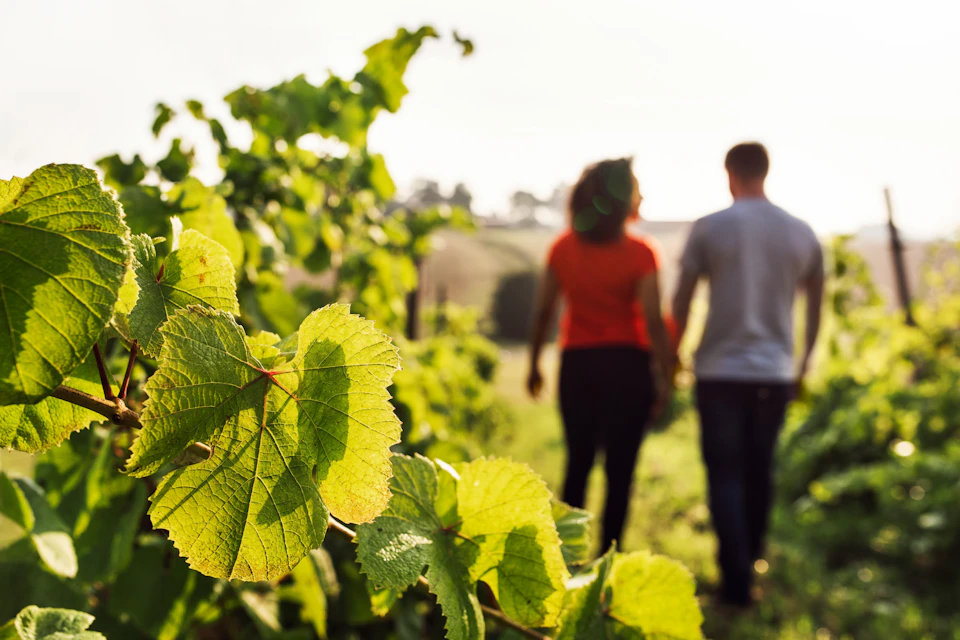 Two people walking through a vineyard, with green grapevine leaves in focus in the foreground and blurred scenery in the background.