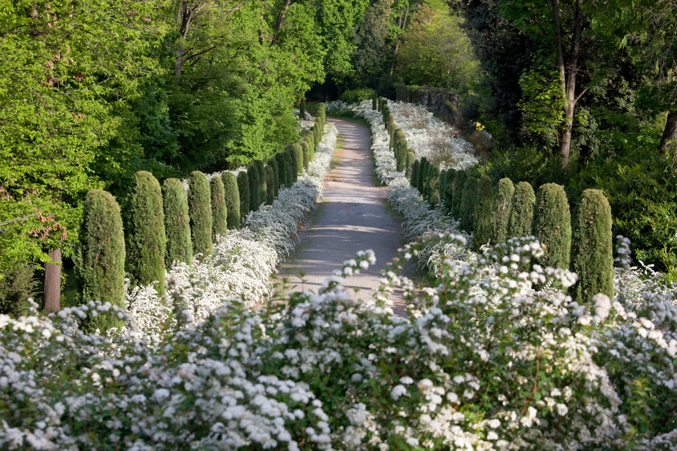 A narrow pathway is lined with dense, white flowering shrubs and tall, green hedges, surrounded by lush, green trees and foliage.