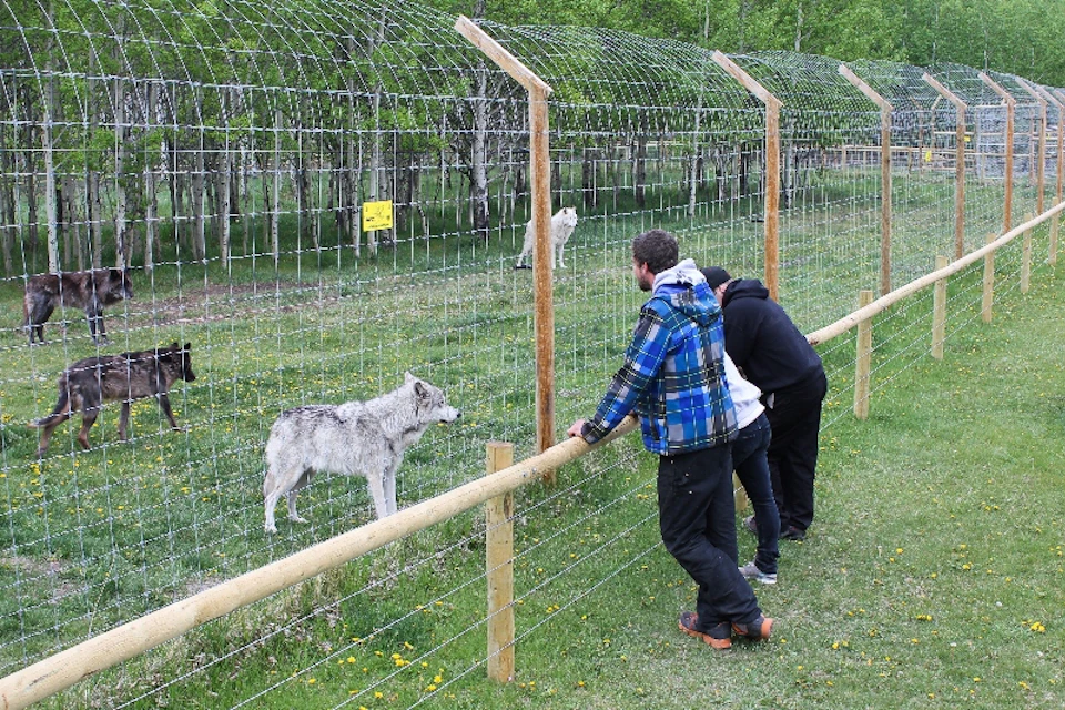 Wolfdog Sanctuary