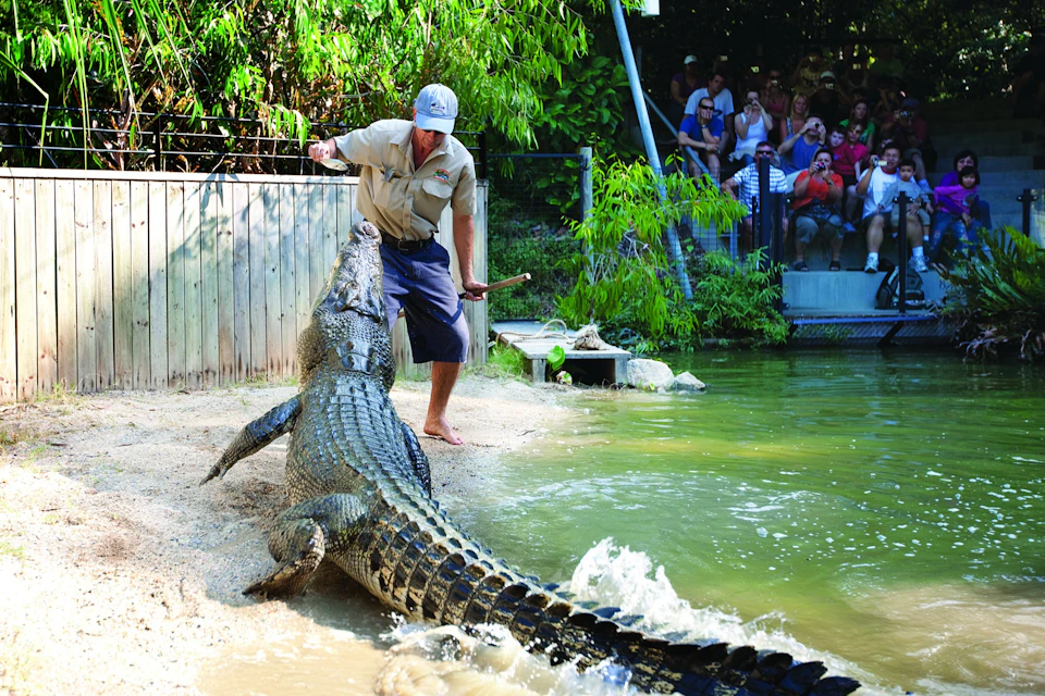 A person interacting with a large crocodile near a pool, with an audience watching from behind a fence.