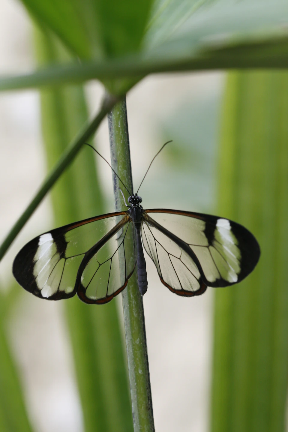 A butterfly with transparent wings, accentuated with black and white patterns, perched on a green plant stem.