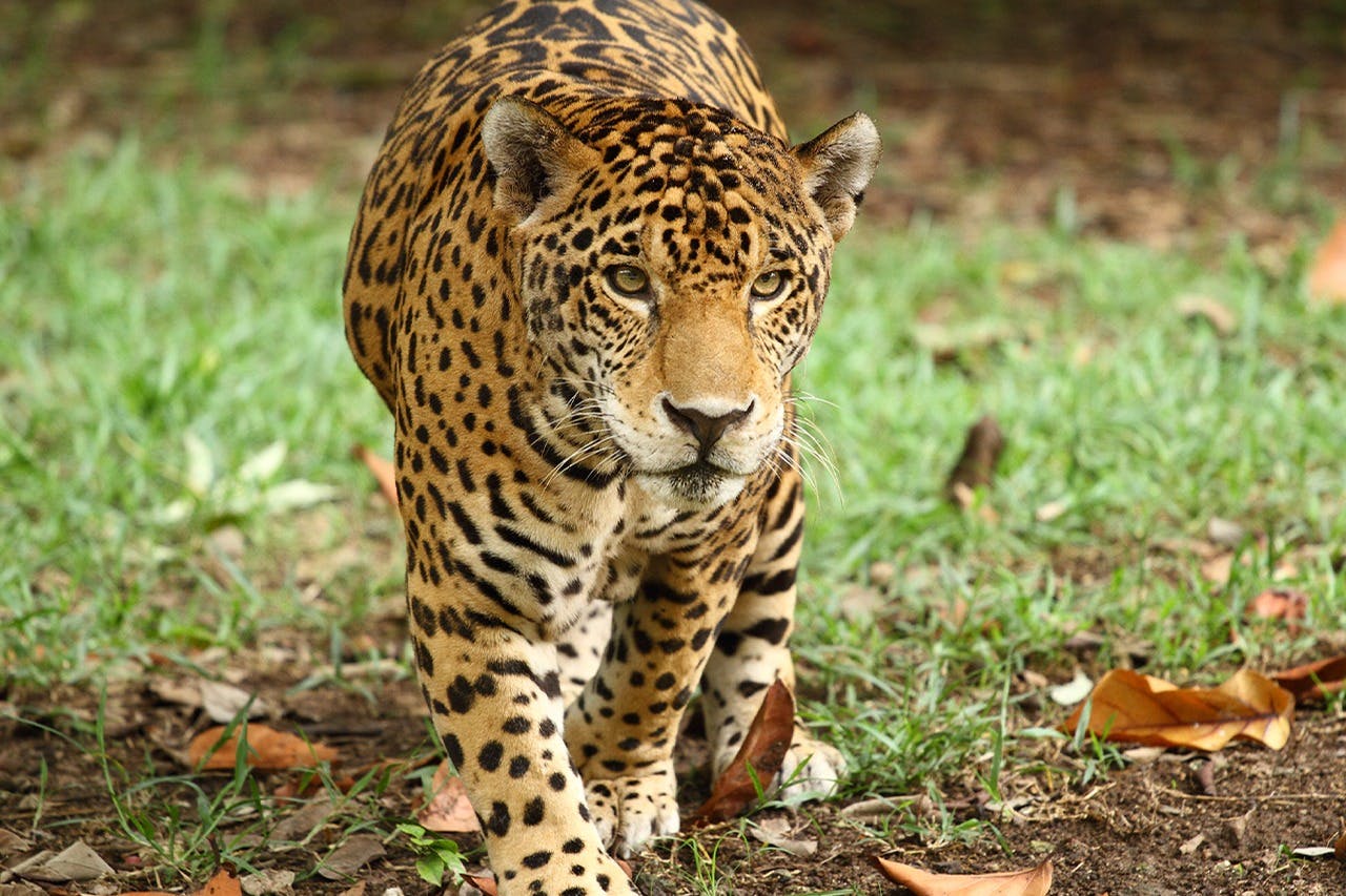 Xcaret à noite: Bilhete de entrada - Acomodações em Playa del Carmen/Playacar