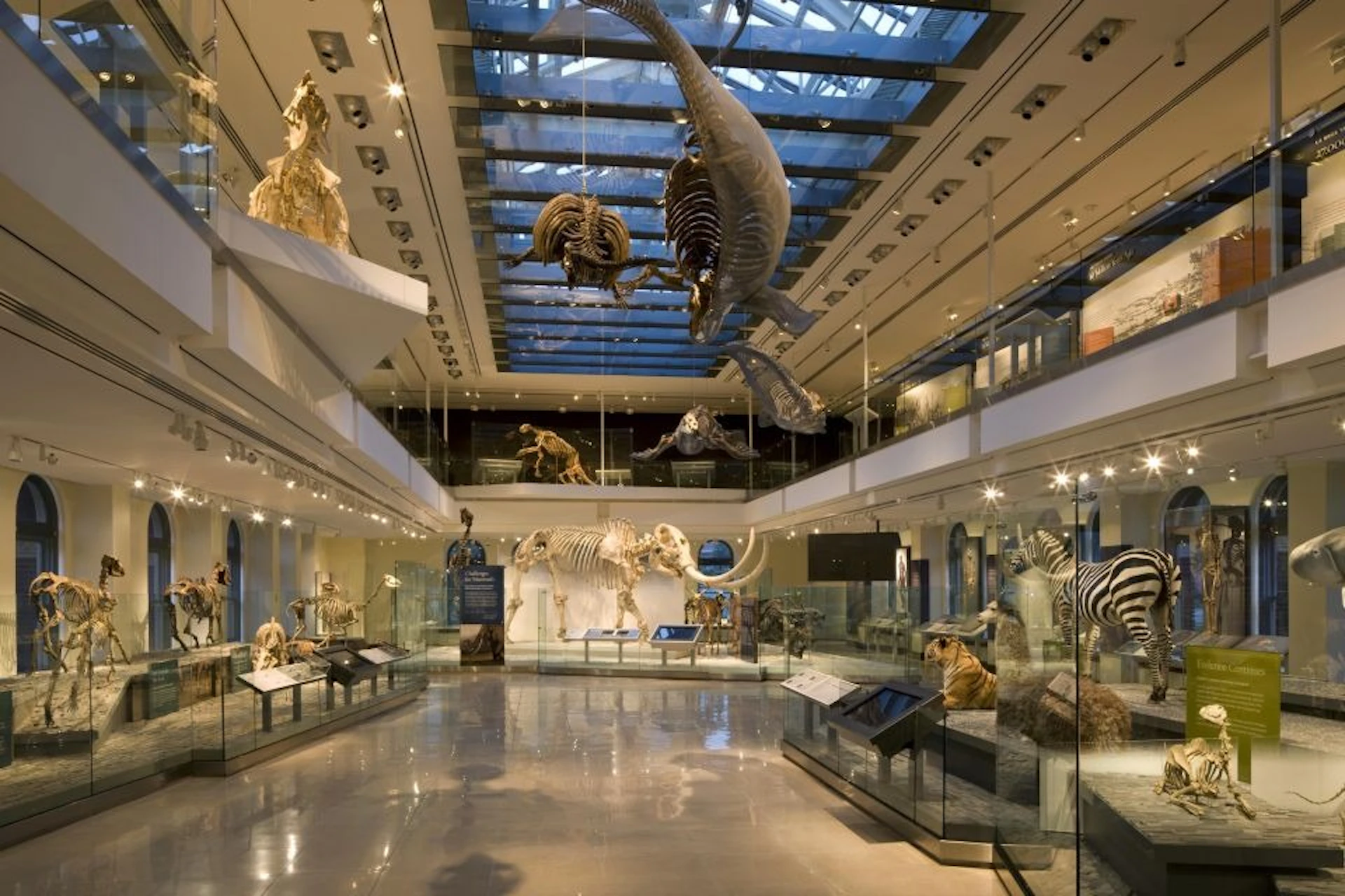 View into the Dino Hall