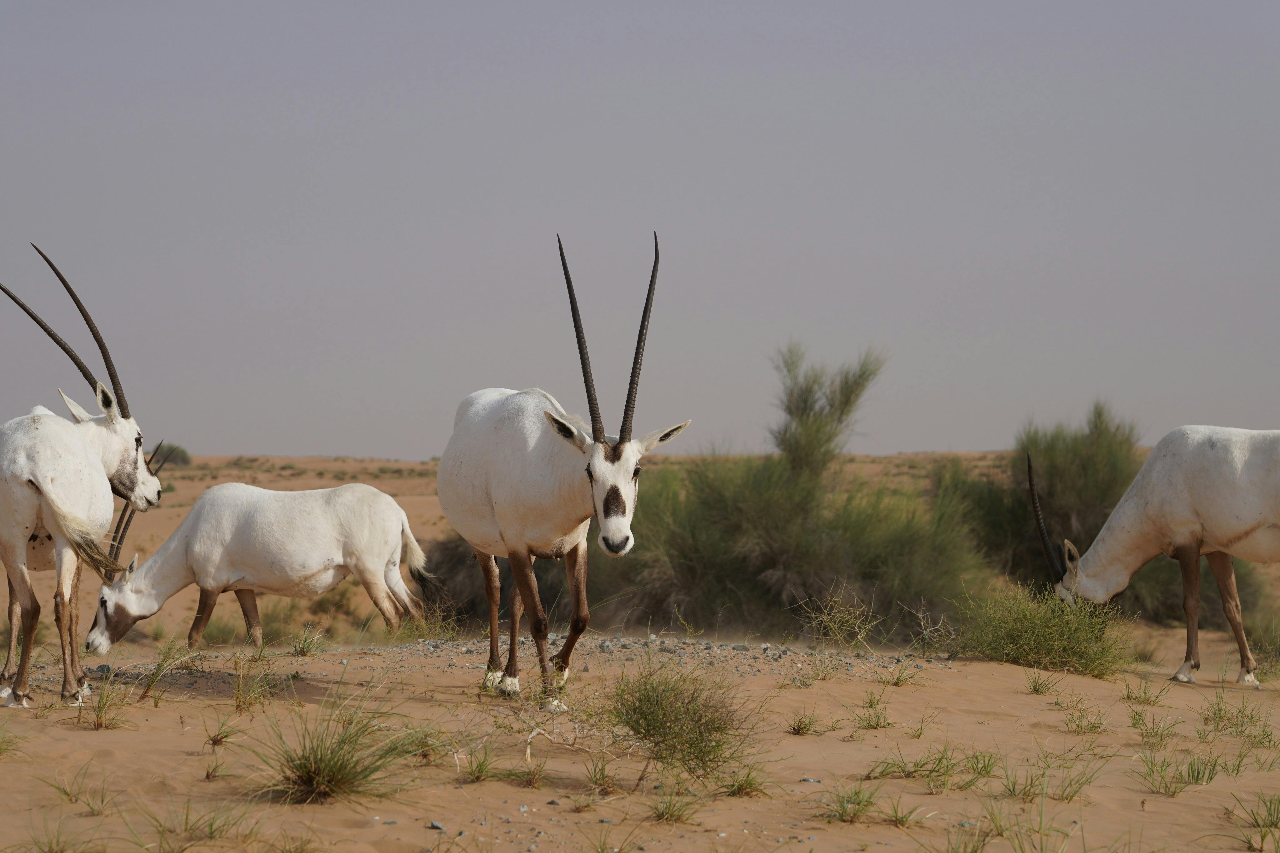 铂金遗产：老式路虎或骆驼大篷车的遗产野生动物园之旅