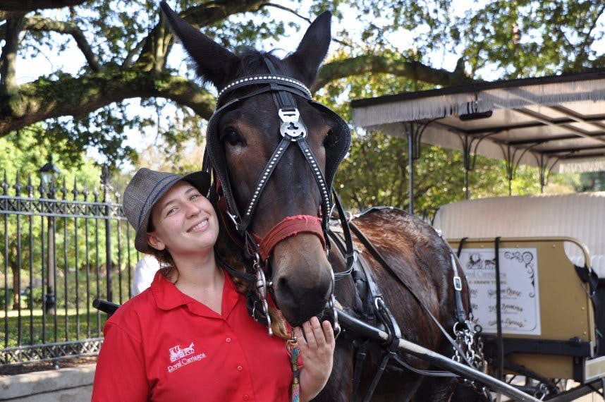A smiling person in a red shirt and hat stands next to a horse wearing a harness, with a wrought iron fence and trees in the background.