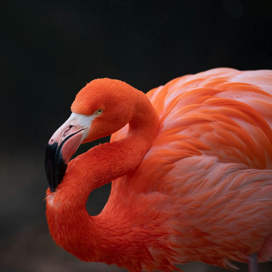 A vibrant orange flamingo with a curved neck and black-tipped beak stands against a dark background.