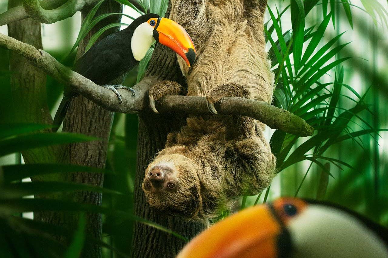 Lenochod visí vzhůru nohama na větvi stromu vedle tukanu s živým oranžovým zobákem, obklopen svěžím zeleným listím.
