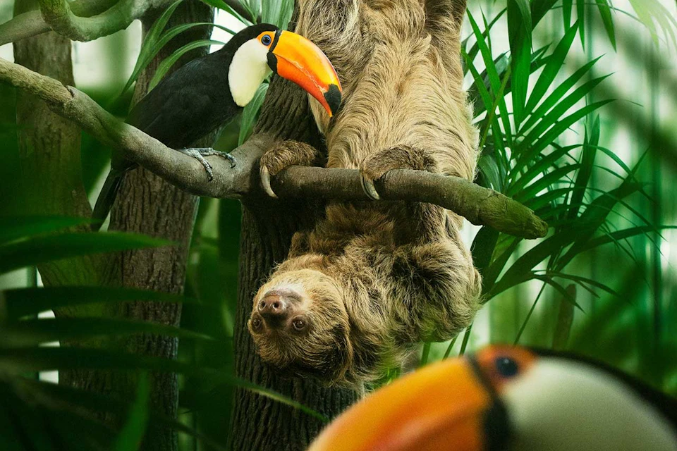 A sloth hangs upside down on a tree branch beside a toucan with a vivid orange beak, surrounded by lush green foliage.