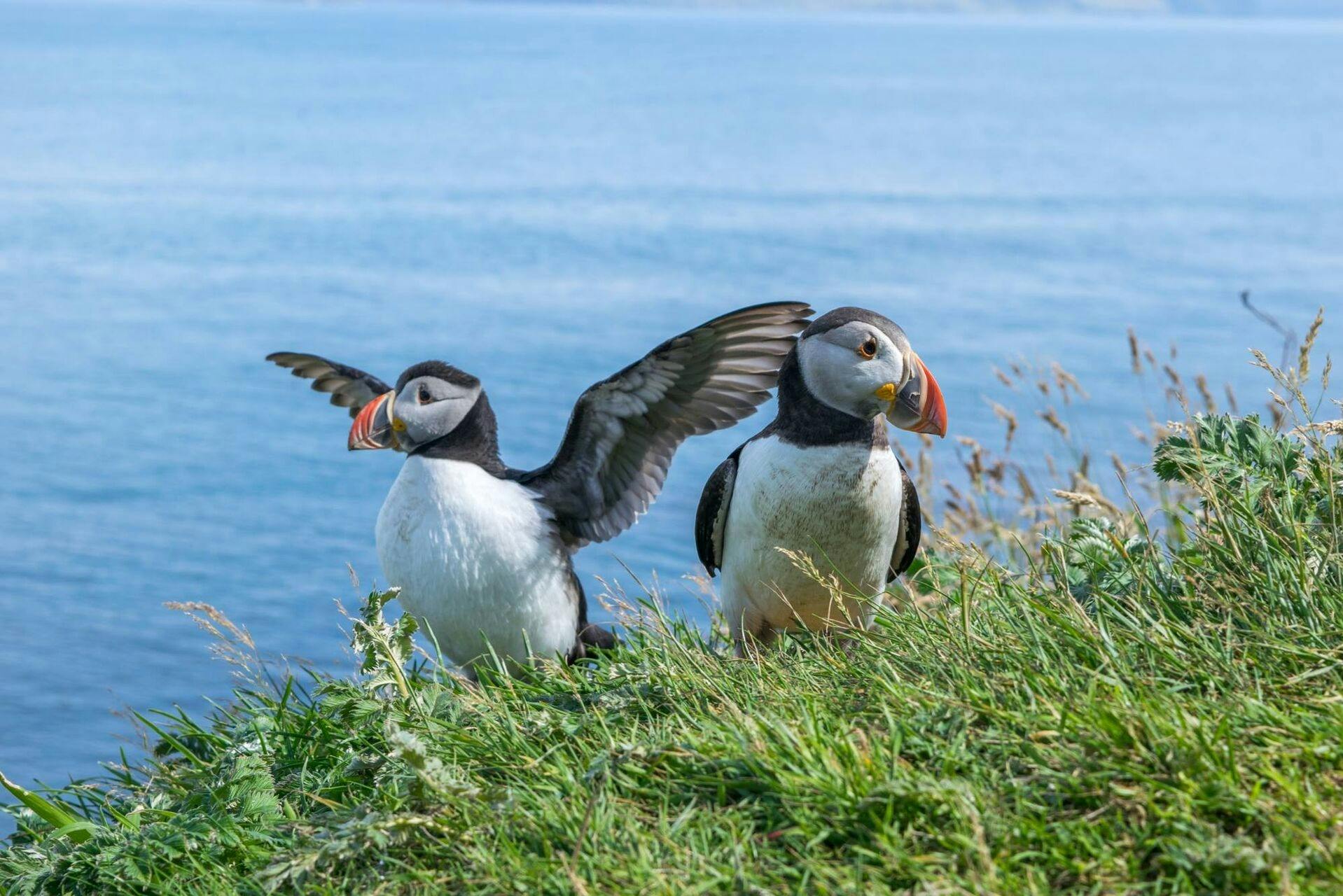 Puffins