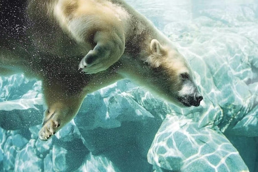 Gold Coast Sea World Tickets with Hopo Ferry