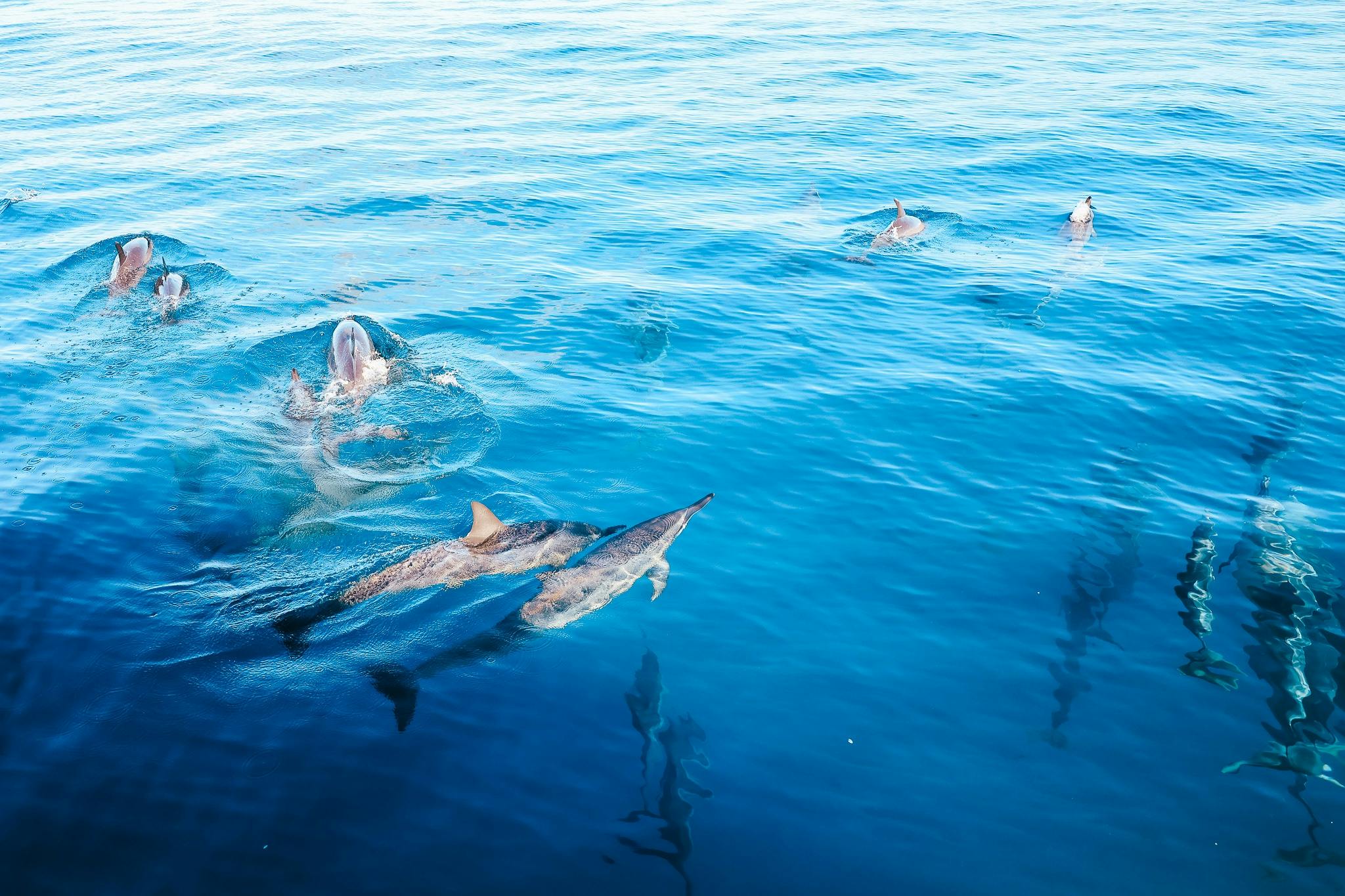 Kealakekua Bay: Ocean Safari Snorkel, Dolphin & Whale Watch - Photo 11