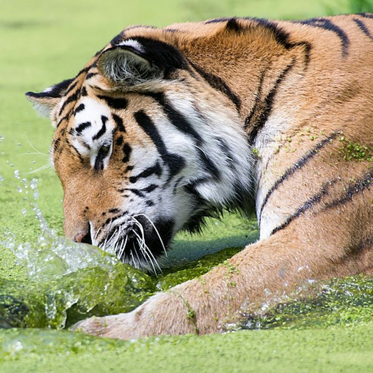 Tiergarten Schönbrunn: Eintritt ohne Anstehen