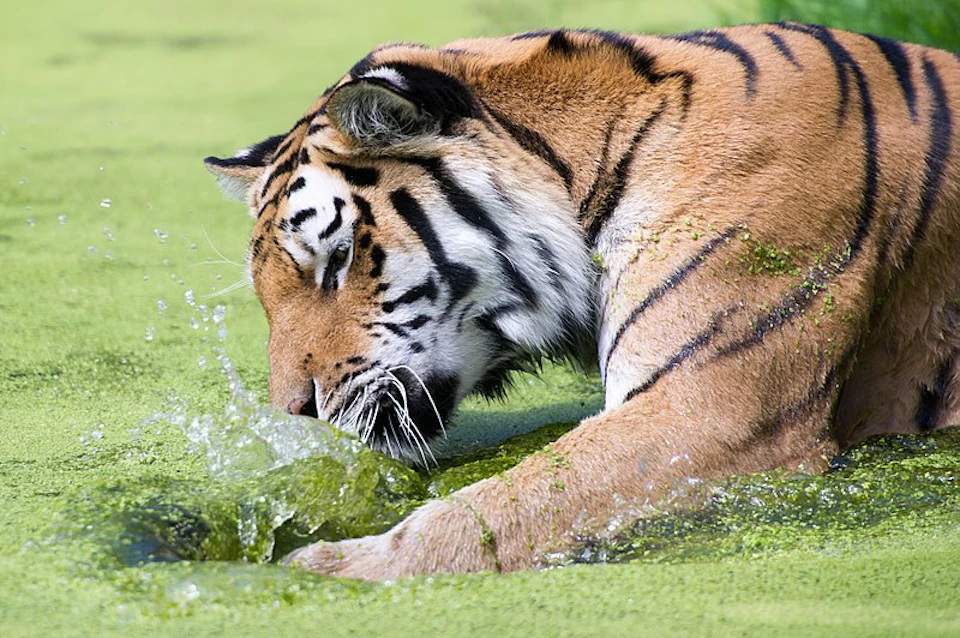 A tiger crouches in greenish water, intently watching a splash in front of it.