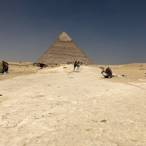 Kamele ruhen sich auf einem Sandweg aus, der zur Großen Pyramide führt, mit einem klaren Himmel im Hintergrund.