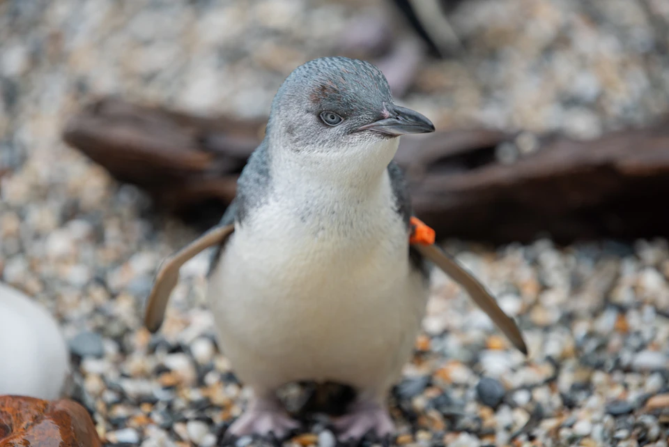 West Coast Wildlife Centre: VIP Backstage Pass + Kiwi & Tuatara Tours