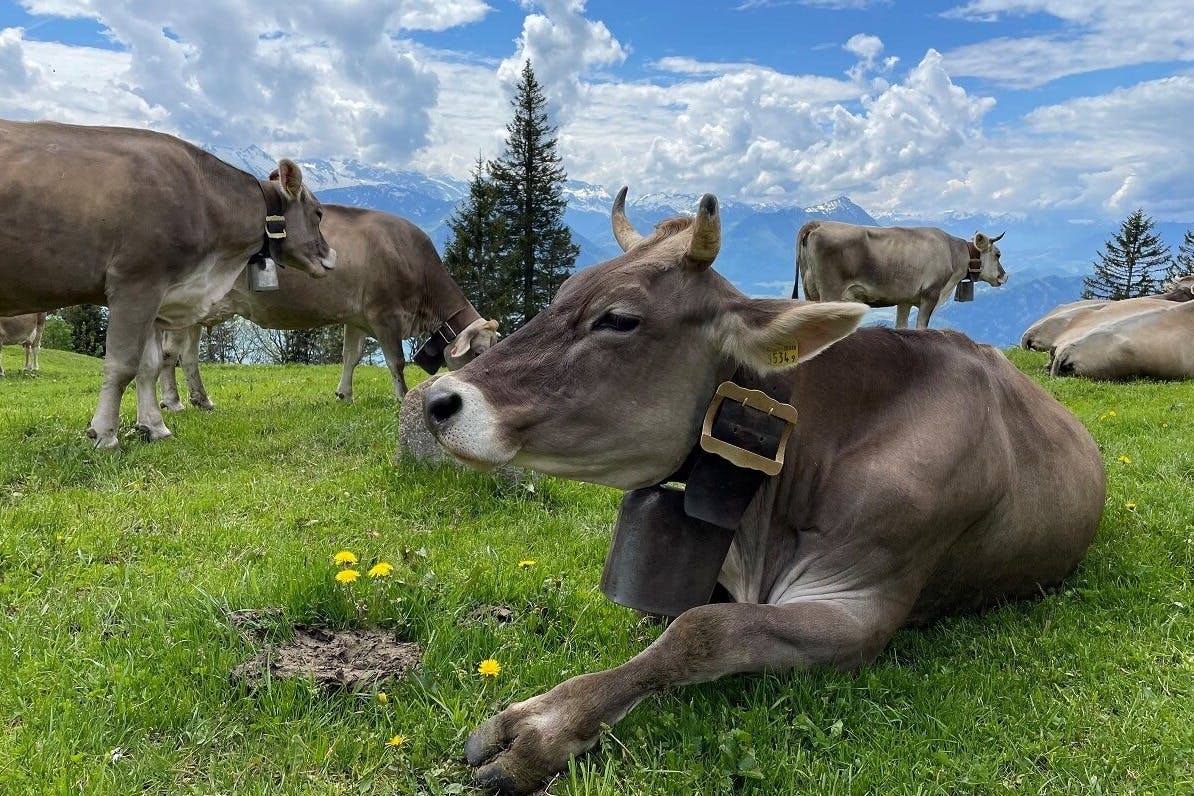 swiss cow