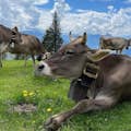 Zwitserse koe