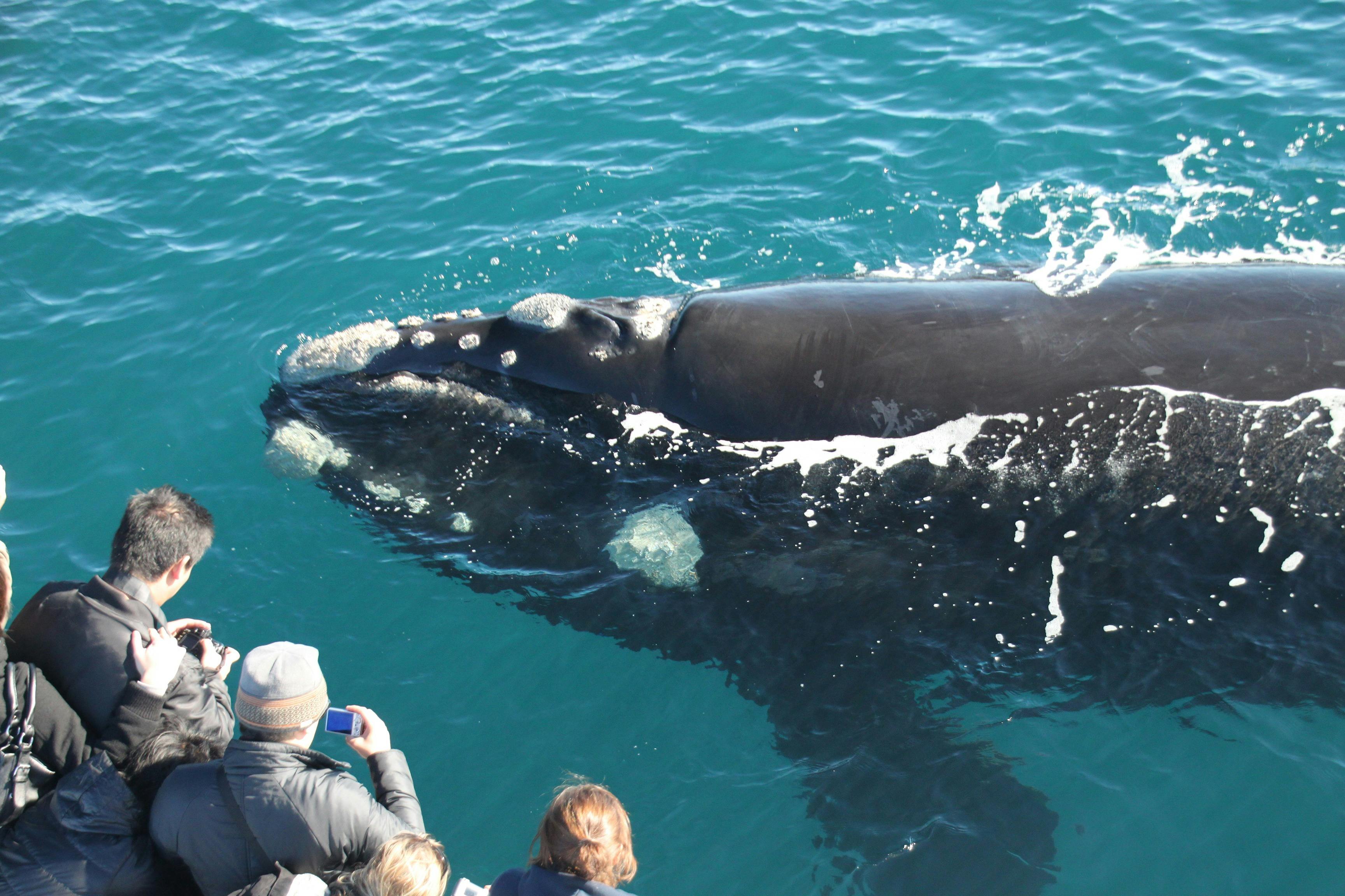 A large whale surfaces near a group of people on a boat, with clear blue water surrounding the scene.
