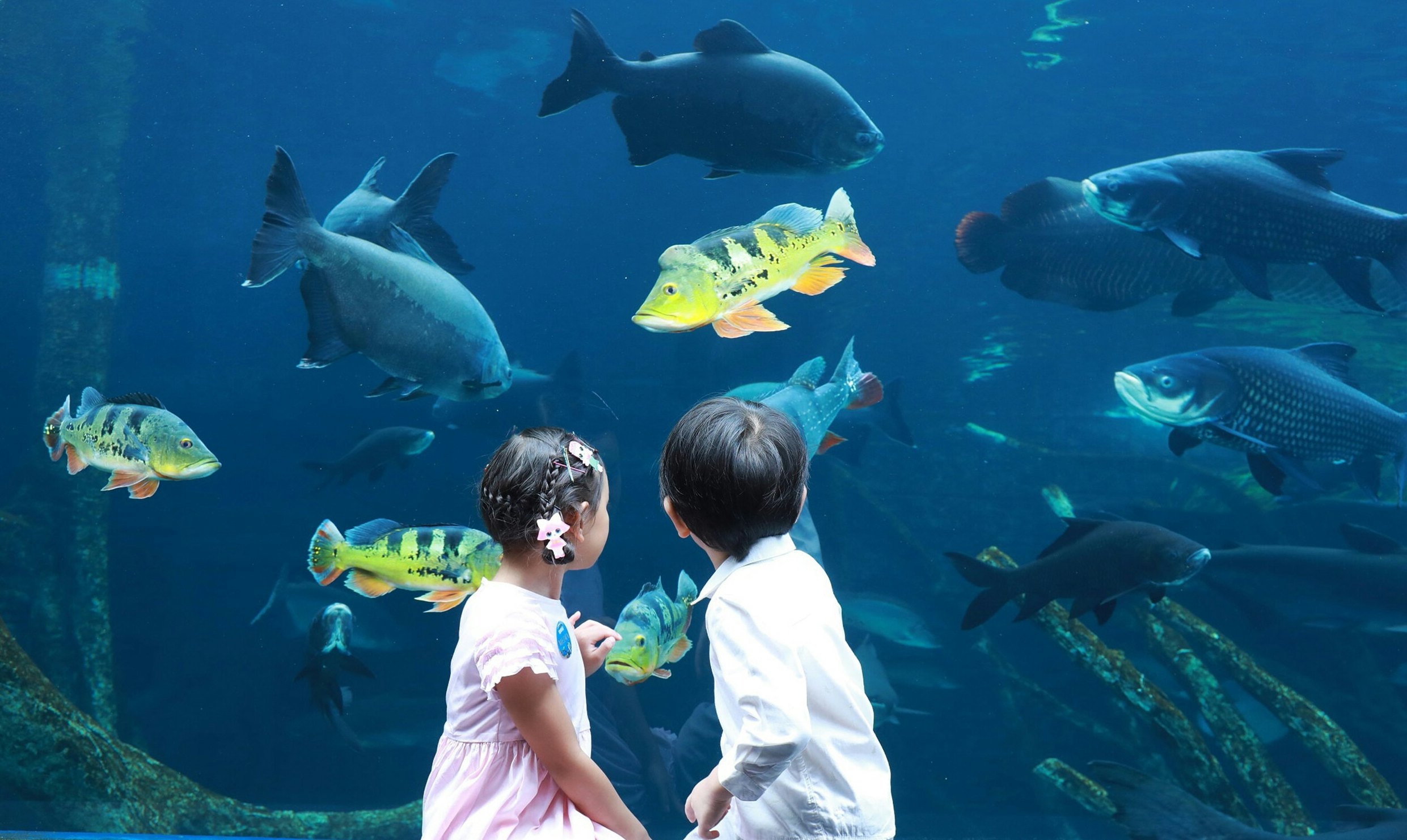 Giant aquarium opens at Central Phuket shopping centre - Inside Retail Asia
