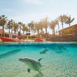Aquaventure World: Waterpark Day Pass + Dolphin Paddle or Kayak