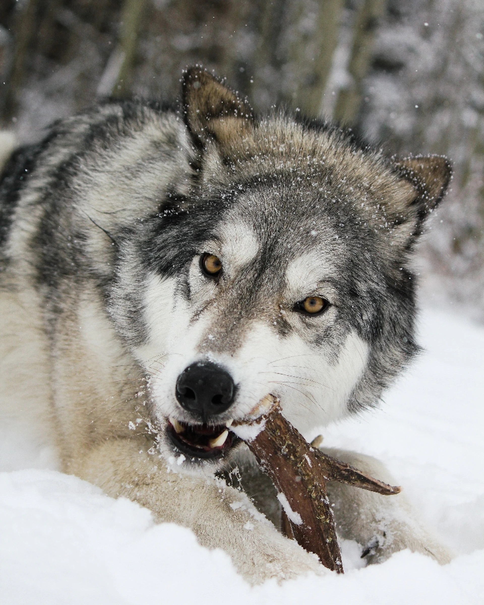 Wolfdog Sanctuary