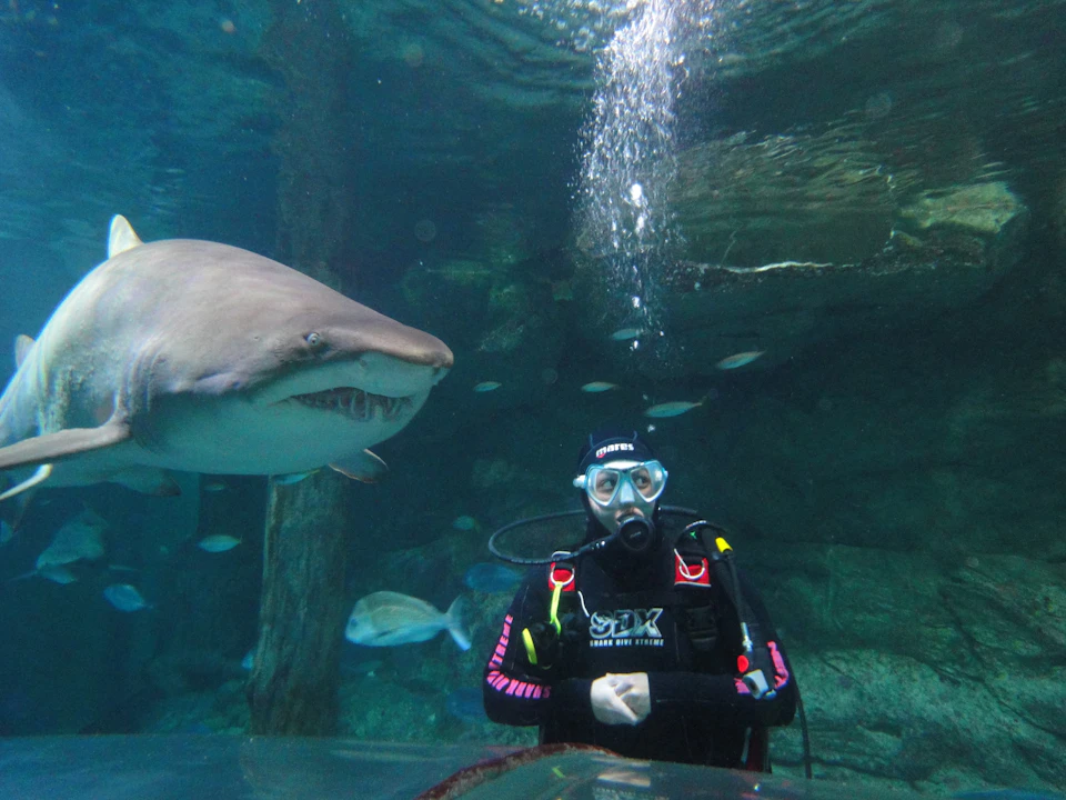 Scuba diver underwater near a large shark, surrounded by various fish, with bubbles rising to the surface.