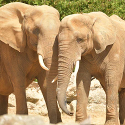 Colchester Zoological Society: Entry Ticket 4