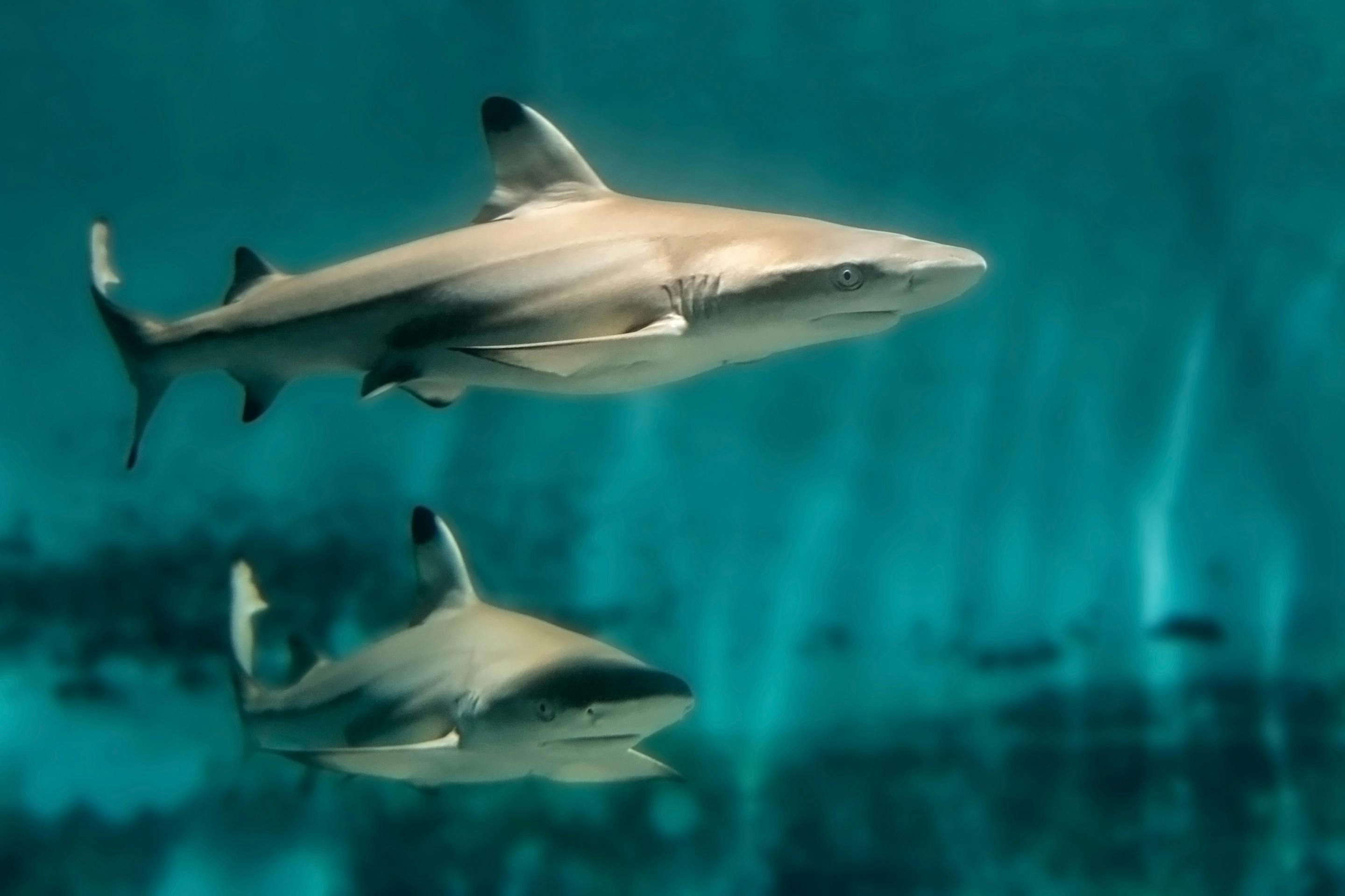 Biglietto combinato Acquario del Pacifico + Queen Mary — 3