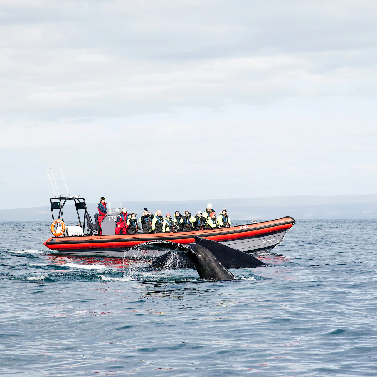 Whales And Puffins: RIB Speedboat Tour