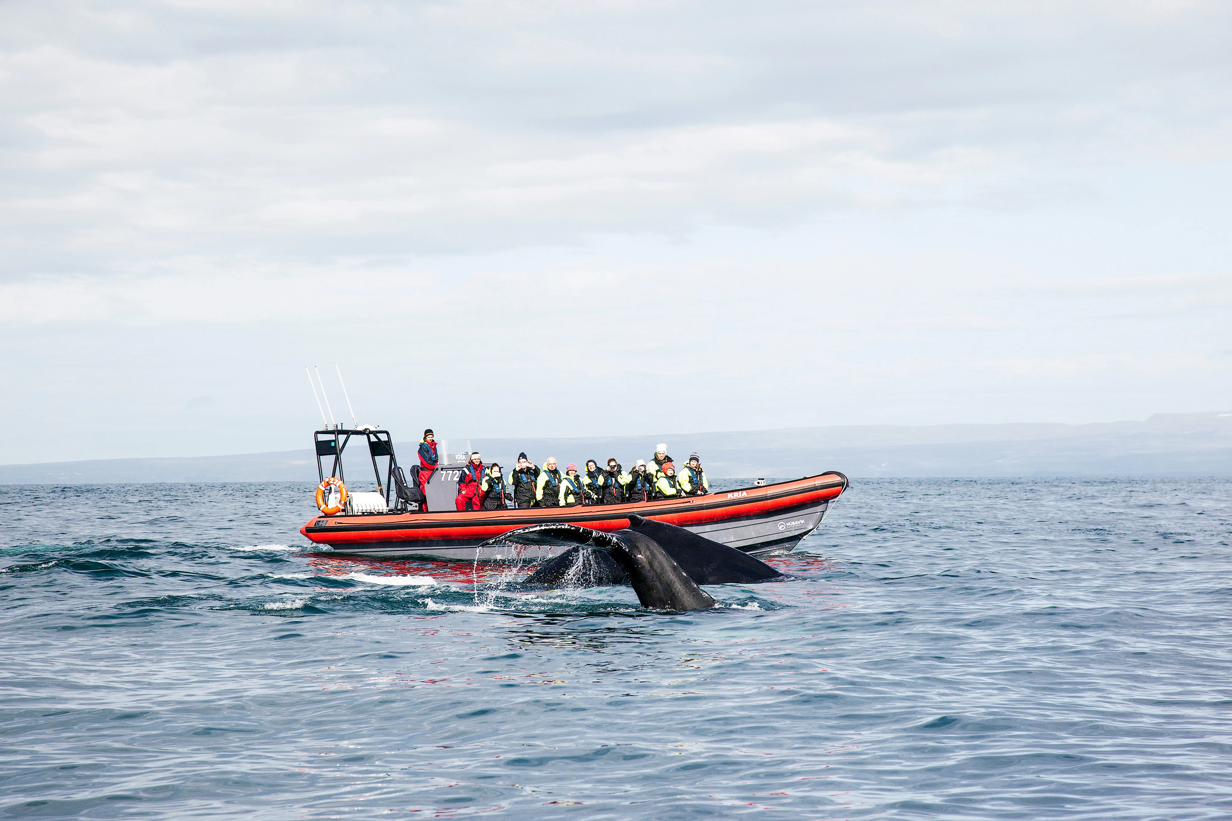 Whales And Puffins: RIB Speedboat Tour
