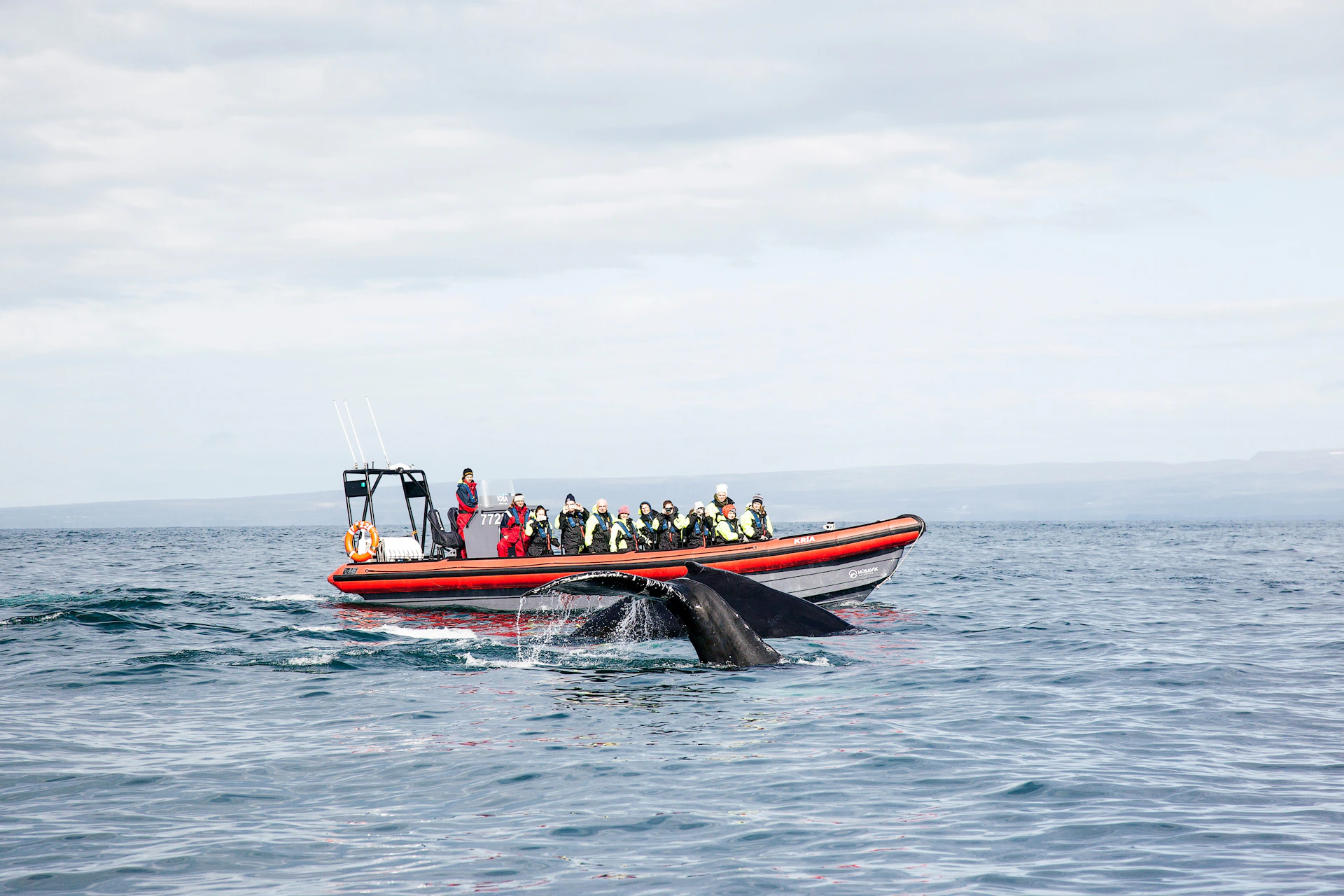 RIB speedboat on a stunning whale watching trip in Húsavík, North Iceland