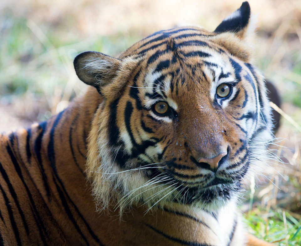 Close-up of a tiger lying on the ground, displaying its distinctive orange and black stripes and intense gaze.