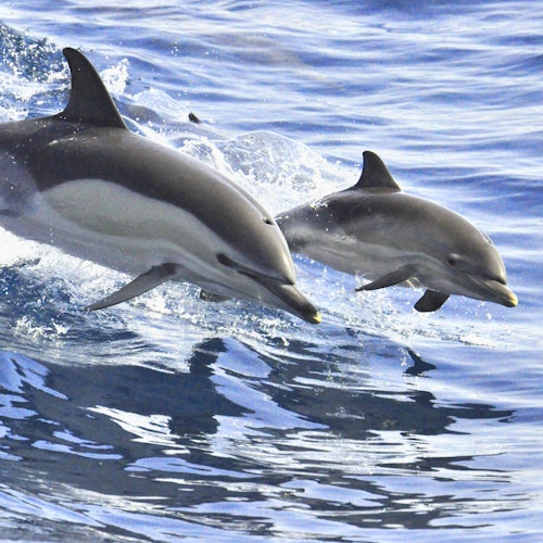 Tenerife: 3-Hour Whale & Dolphin Watching Sailboat Tour with Sandwich & Drinks Tenerife: 3-Hour Whale & Dolphin Watching Sailboat Tour with Sandwich & Drinks