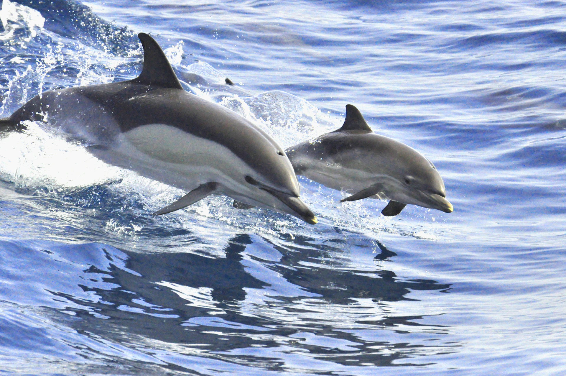 Two dolphins leaping out of the water in unison, creating splashes against a backdrop of calm, blue ocean.
