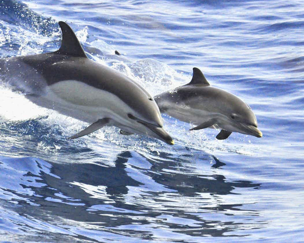 delfin bilder zum ausdrucken