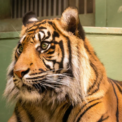 Prague Zoo: Roundtrip Transport + Audio Guide - Photo 4