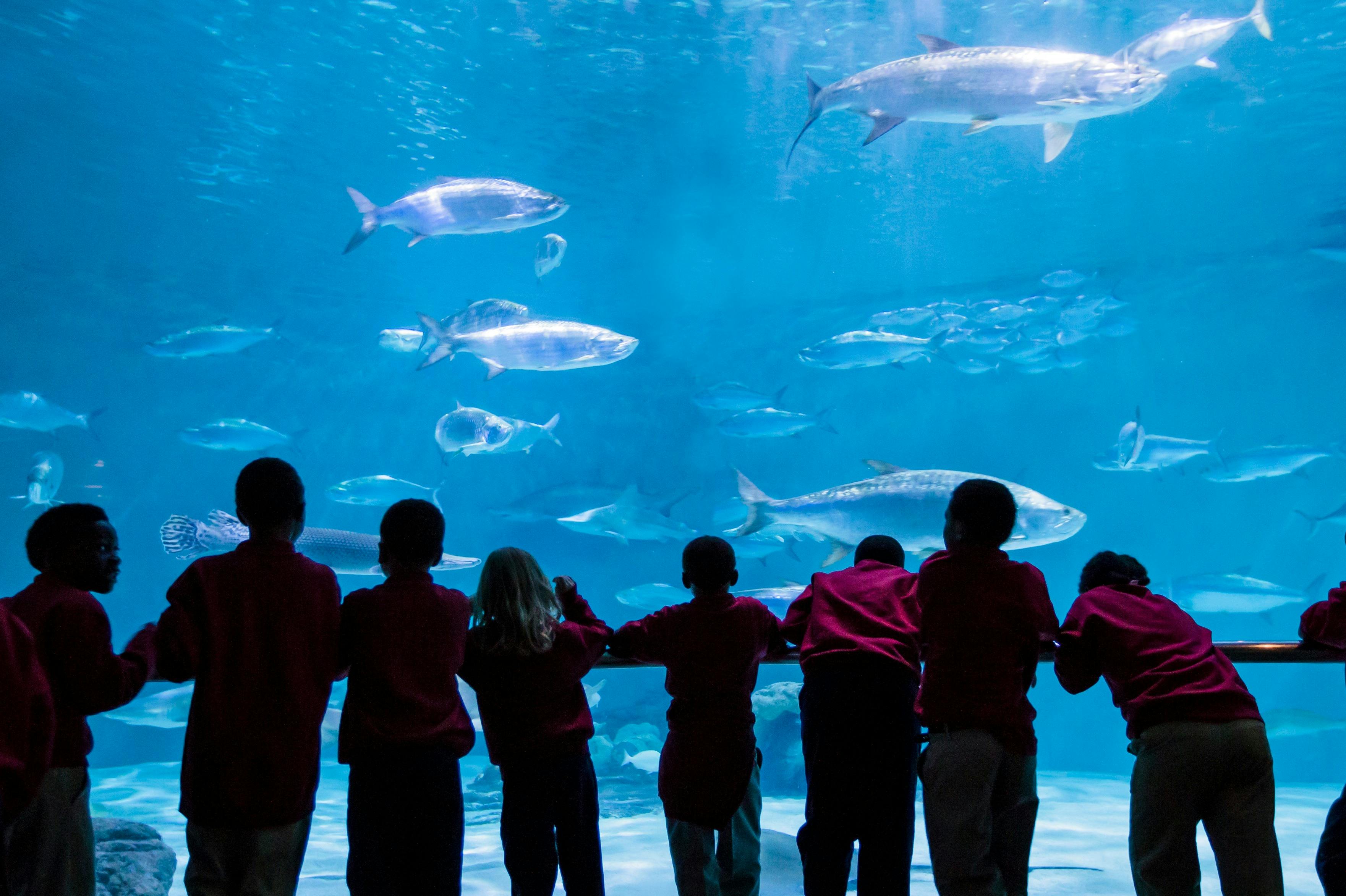 Gulf of Mexico Exhibit