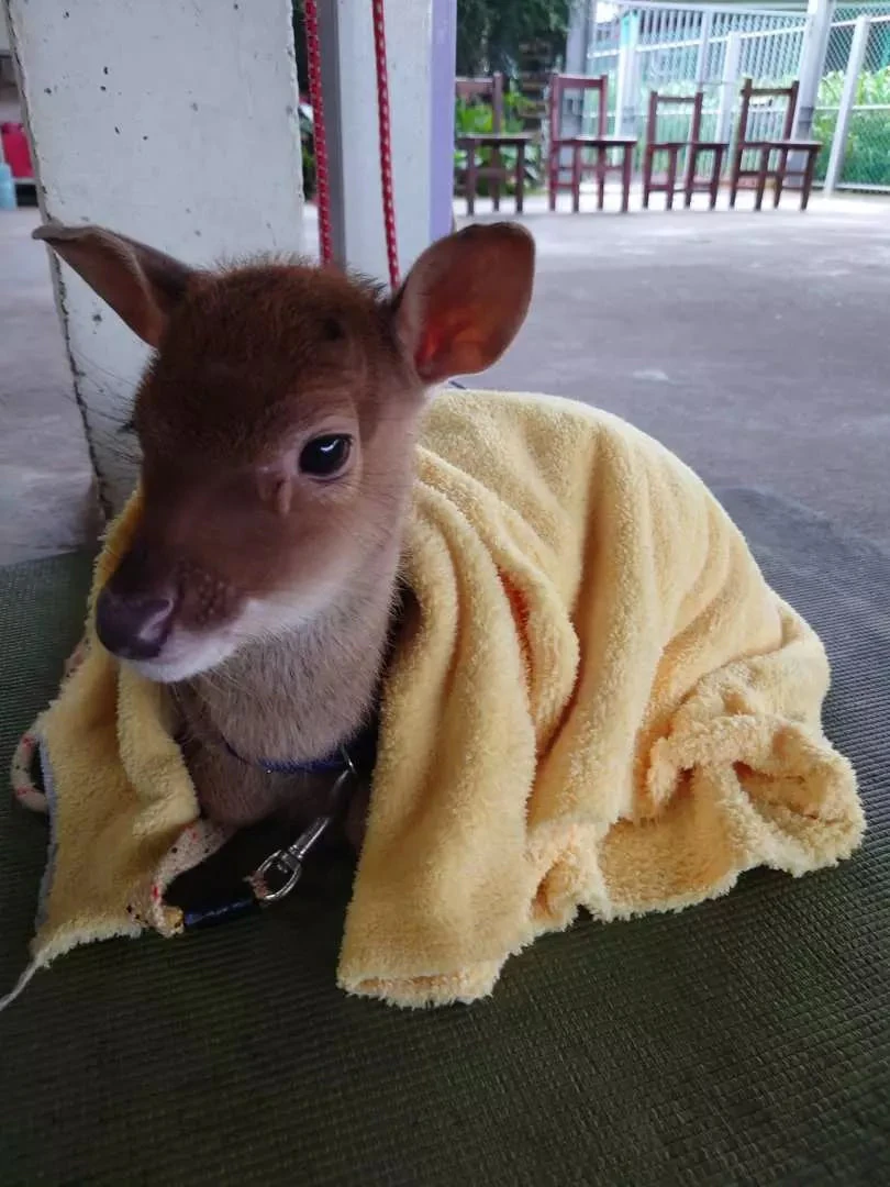 Taoyuan Mountain Foot Deer Farm Sambar House: Holiday Ticket
